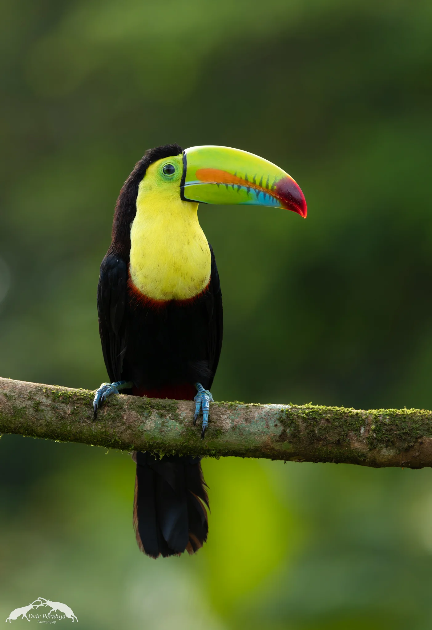 Keel-billed toucan, Boca Tapada